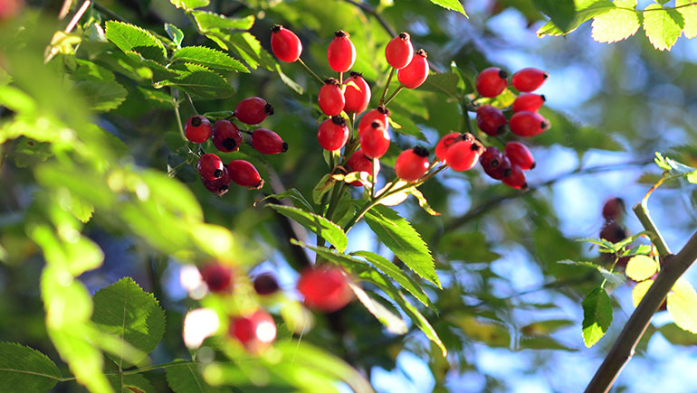 Image of rose hip