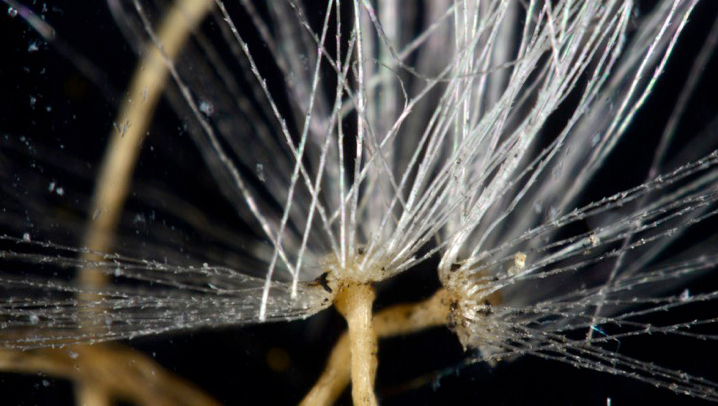Pusteblume mit Feinstaubablagerung. Vergrößerung 50x  Aus dem Dust Blooms Projekt, Alexandra Toland, 2016